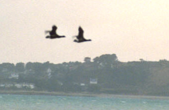 Cormorans Hupps en vol